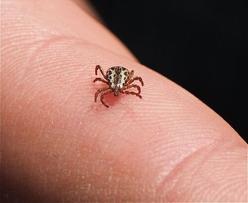 American dog ticks (Dermacentorvariabilis)