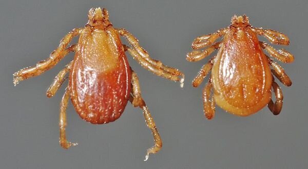 Brown dog ticks (Rhipicephalus sanguineus)