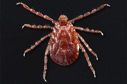 Bush ticks (Haemaphysalis longicornis)