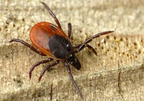 Castor bean ticks (Ixodes ricinus)