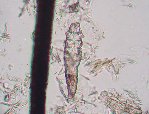 Dog follicle mites (Demodex canis)