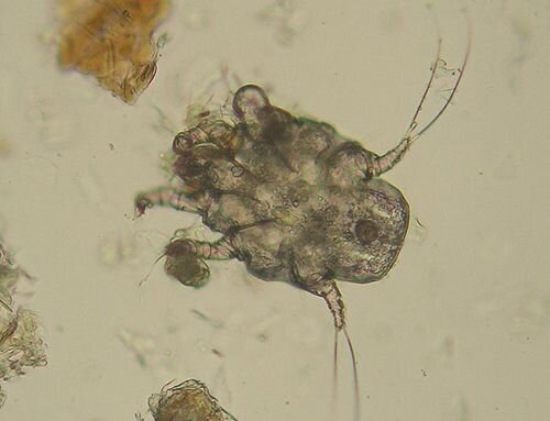 Ear mites (Otodectes cynotis) Ear mites (Otodectes cynotis)