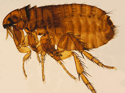 adult flea