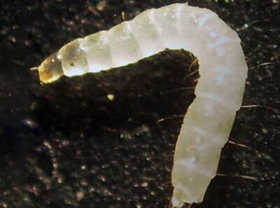 flea larva