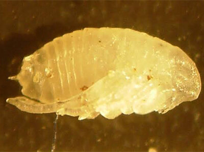 flea pupa