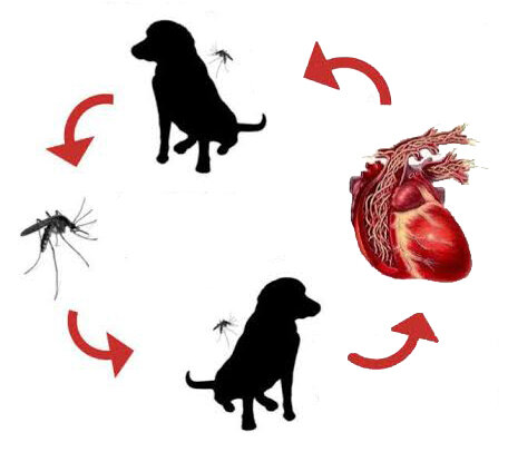 Heartworm life cycle