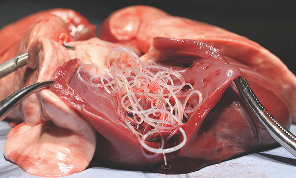 Dog heartworm