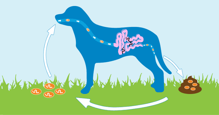 intestinal worm life cycle