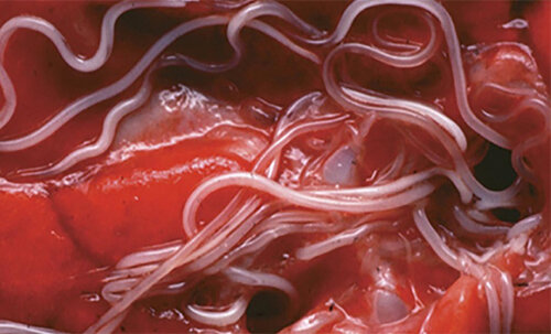 Lungworms (Angiostrongylus vasorum)