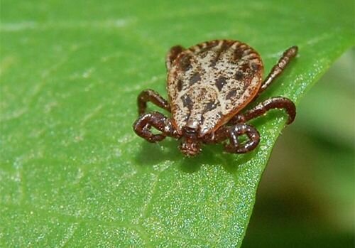 Marsh ticks (Dermacentor reticulatus)