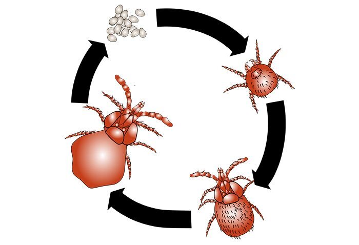 mite life cycle