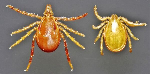 Paralysis ticks (Ixodes holocyclus)