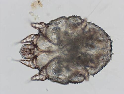 Itch mites (Sarcoptes scabiei var. canis)