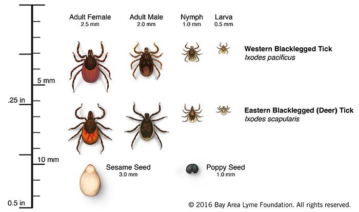 Tick life cycle