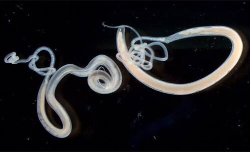 Whipworms (Trichuris vulpis)