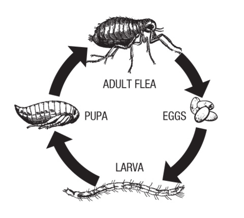 flea life cycle