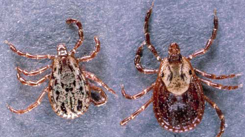 American dog ticks (Dermacentor variabilis)