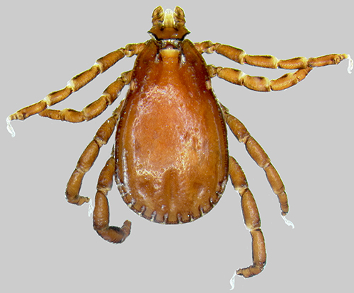 Brown dog ticks (Rhipicephalus sanguineus)