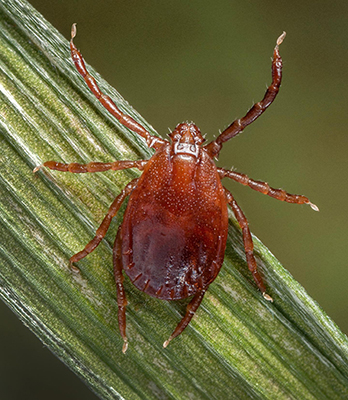 Bush ticks (Haemaphysalis longicornis)