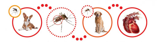heartworm lifecycle