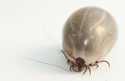 Castor bean ticks (Ixodes ricinus)