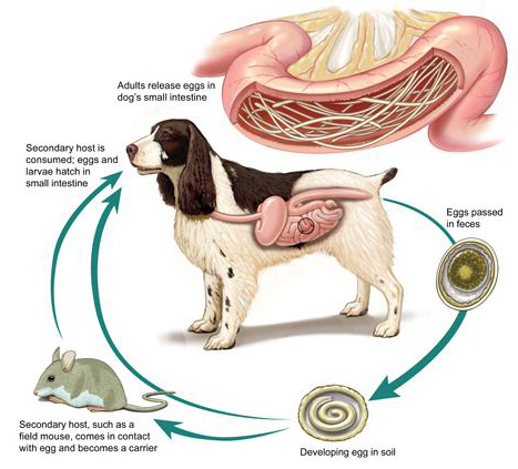 roundworm lifecycle