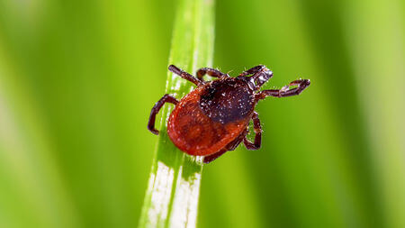 Deer ticks (Ixodes scapularis)