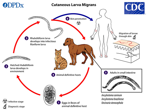 hookworm lifecycle