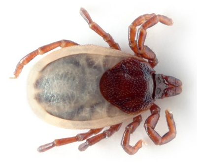 Hedgehog ticks (Ixodes hexagonus)