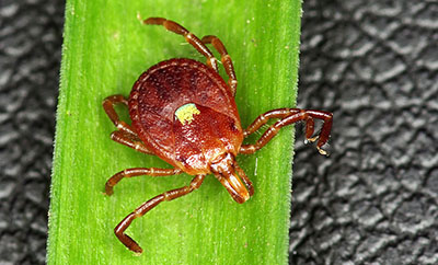 Lone Star Ticks (Amblyomma americanum)