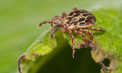 Marsh ticks (Dermacentor reticulatus)