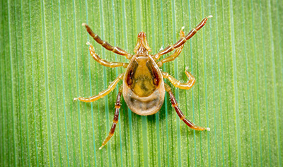 Paralysis ticks (Ixodes holocyclus)