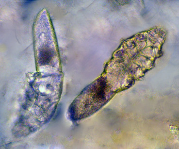 Demodex mites (Demodex canis)