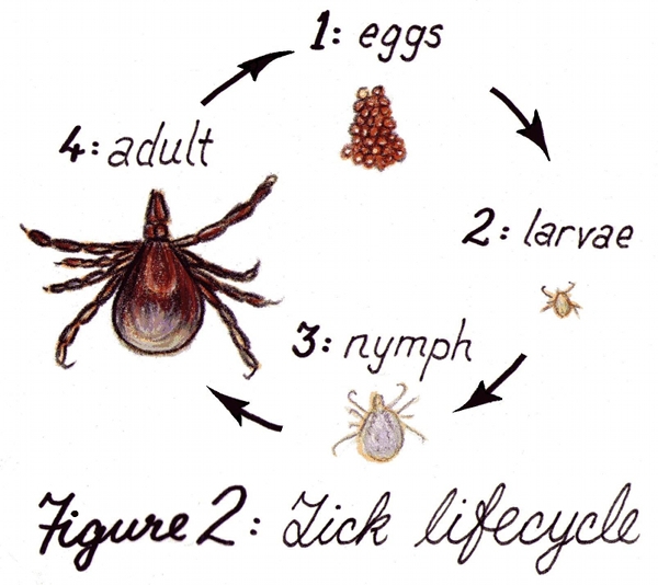 Tick life cycle