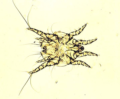 Ear mites (Otodectes cynotis)