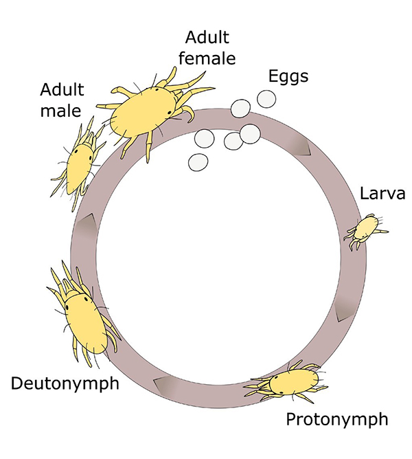 Mite life cycle