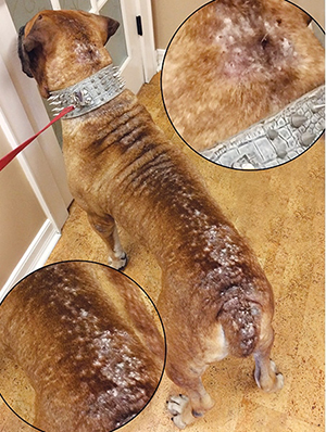 Flea allergy dermatitis