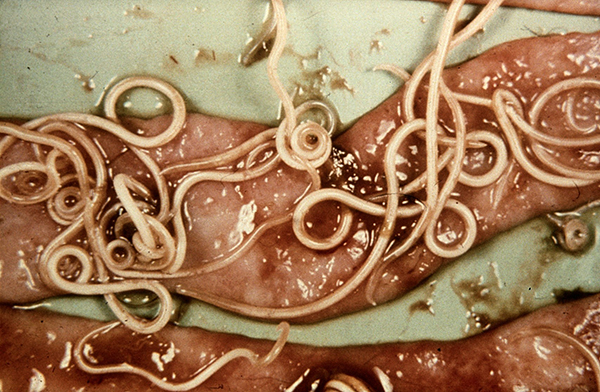 toxocara canis roundworm